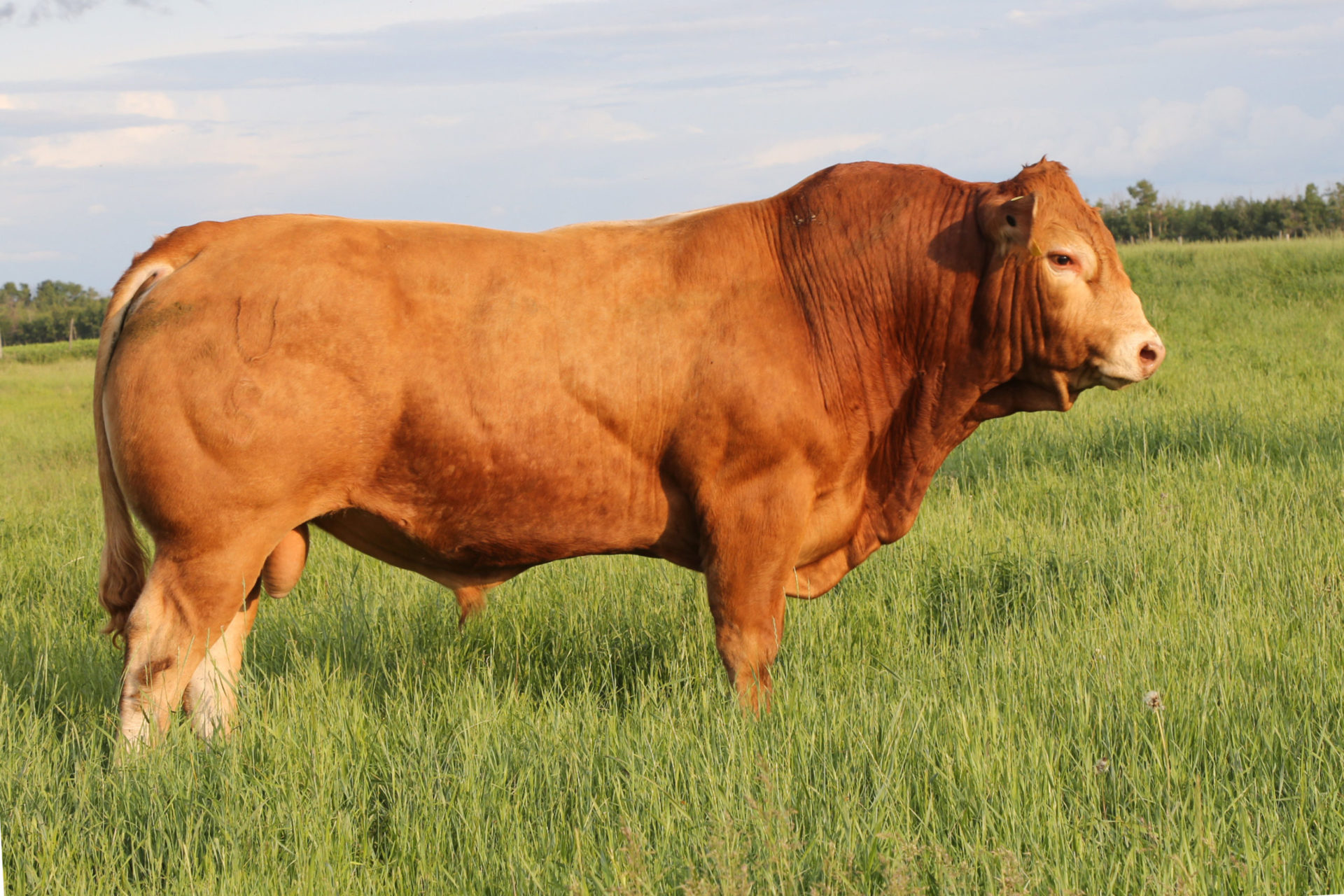 Sirloin Ember