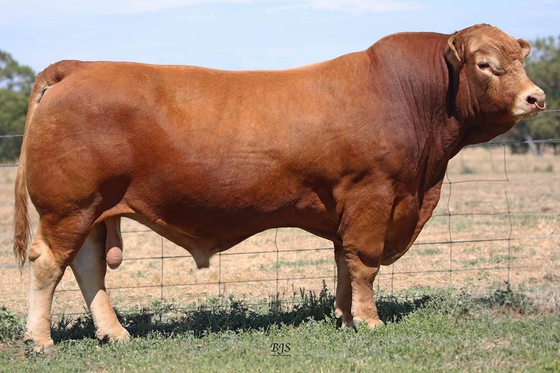 Summit Ranch-Hand P40