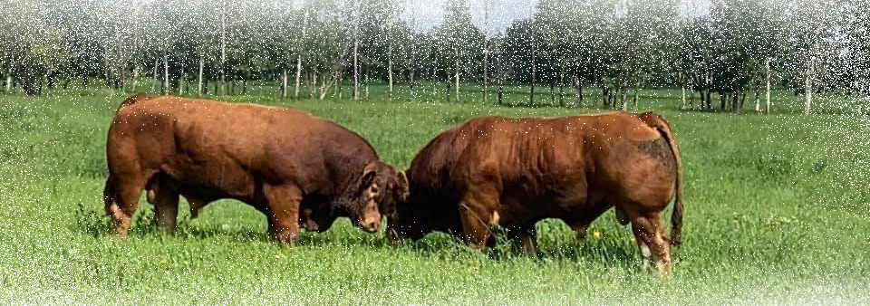 fighting bulls 3