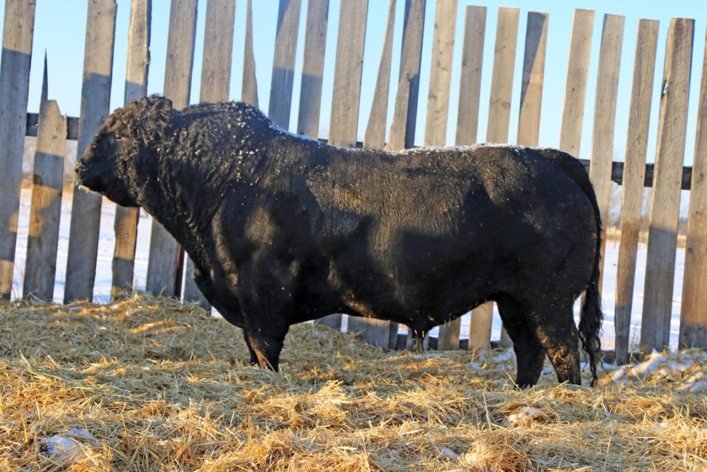 Ken-Doc Grady - Sire
