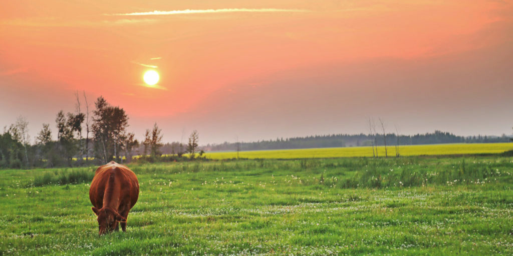 cow sunset